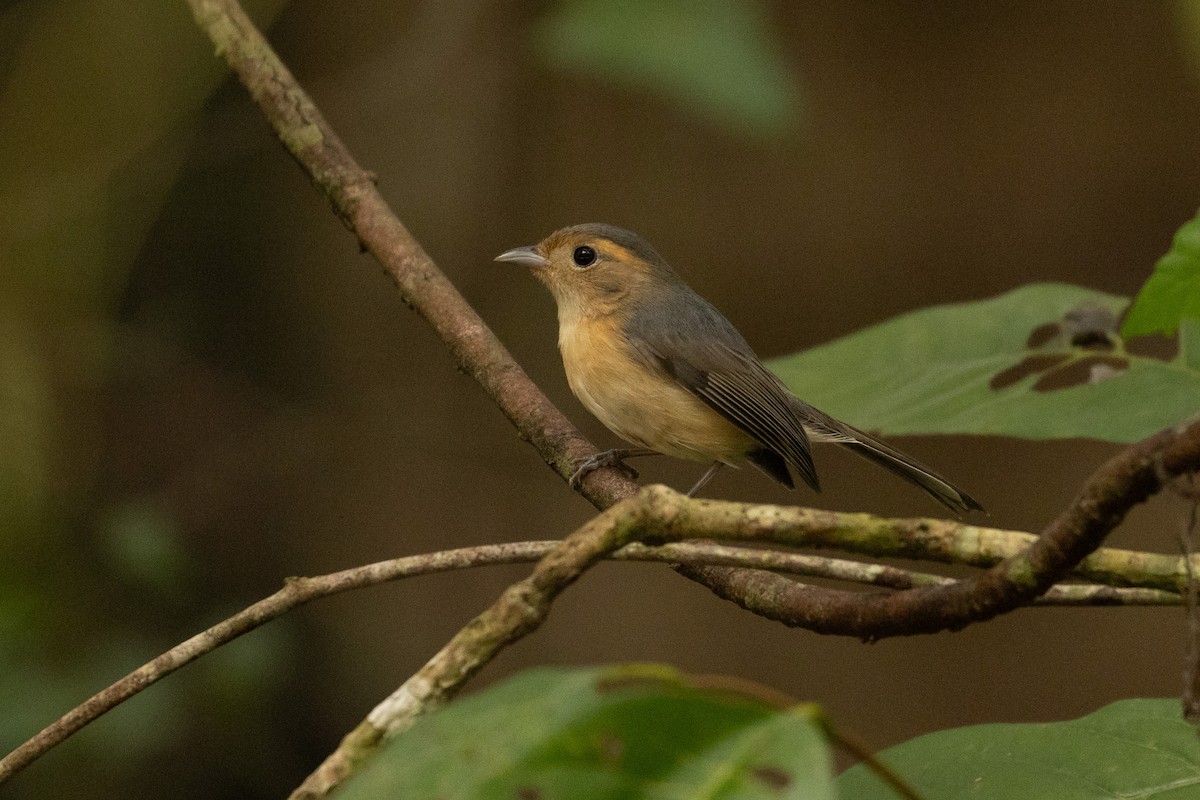 Gray-throated Chat - Benjamin Griffith