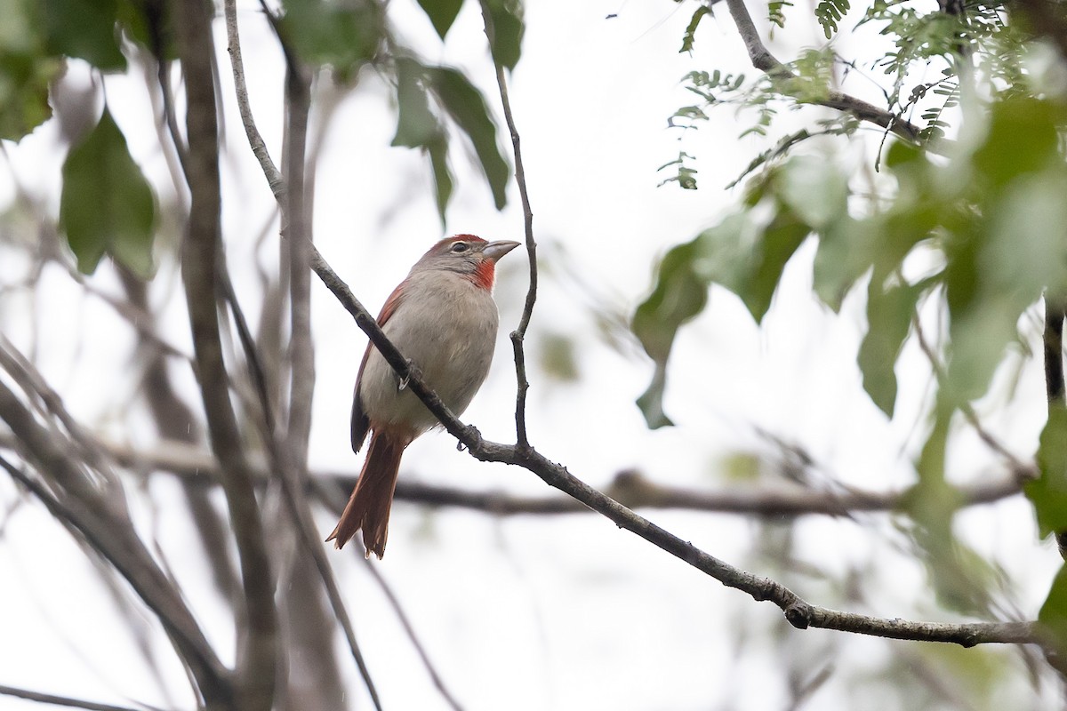 Rose-throated Tanager - Benjamin Griffith