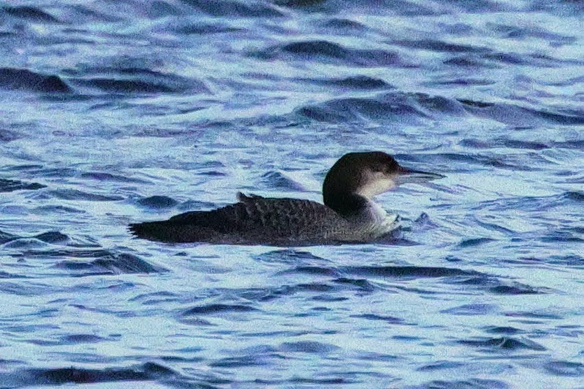 Common Loon - ML614362051