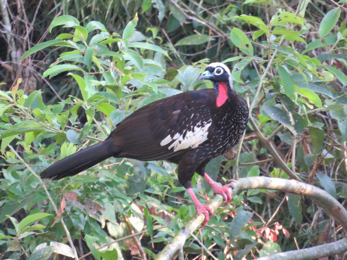 Black-fronted Piping-Guan - ML614362113