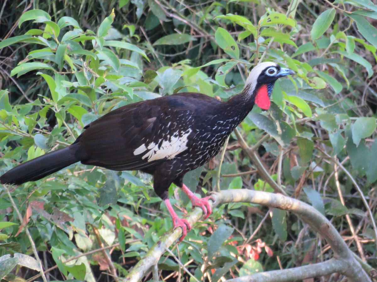 Black-fronted Piping-Guan - ML614362114