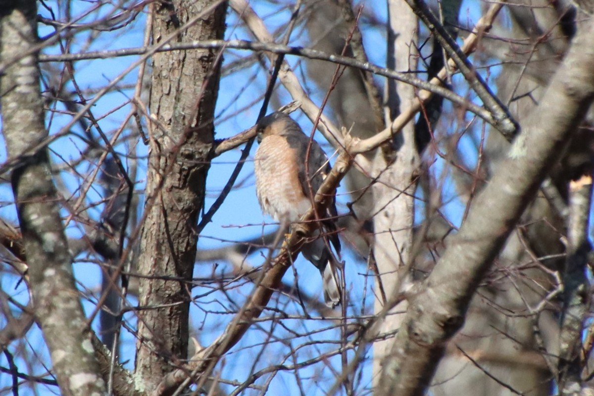 Sharp-shinned Hawk - Mace Mayor