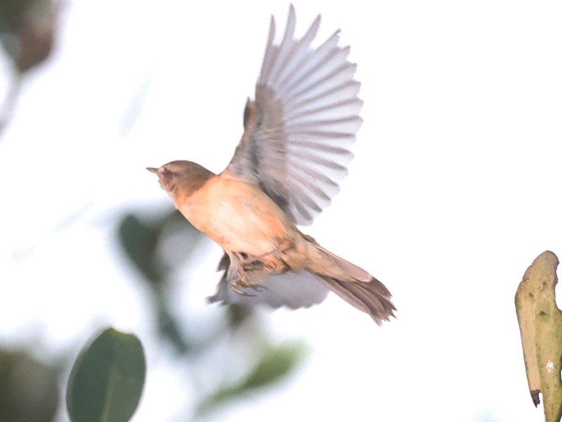 Paddyfield Warbler - Jayan Thomas