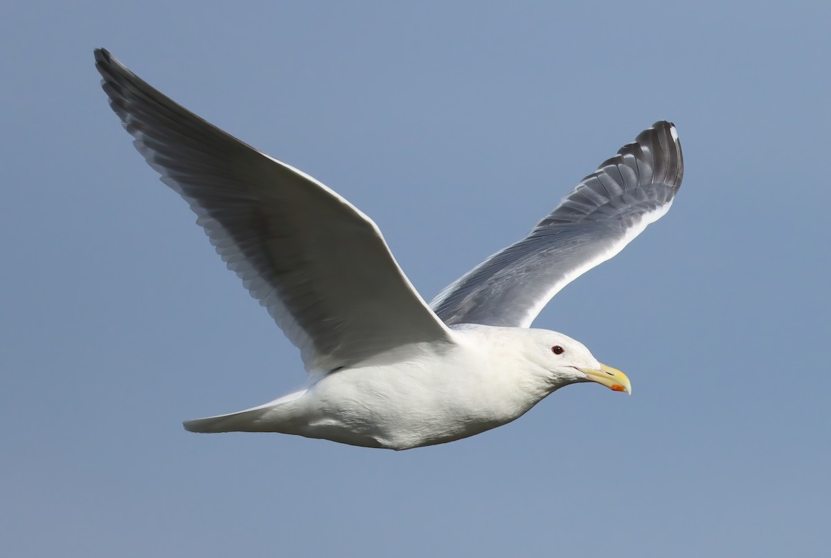 Western x Glaucous-winged Gull (hybrid) - Steve Tucker