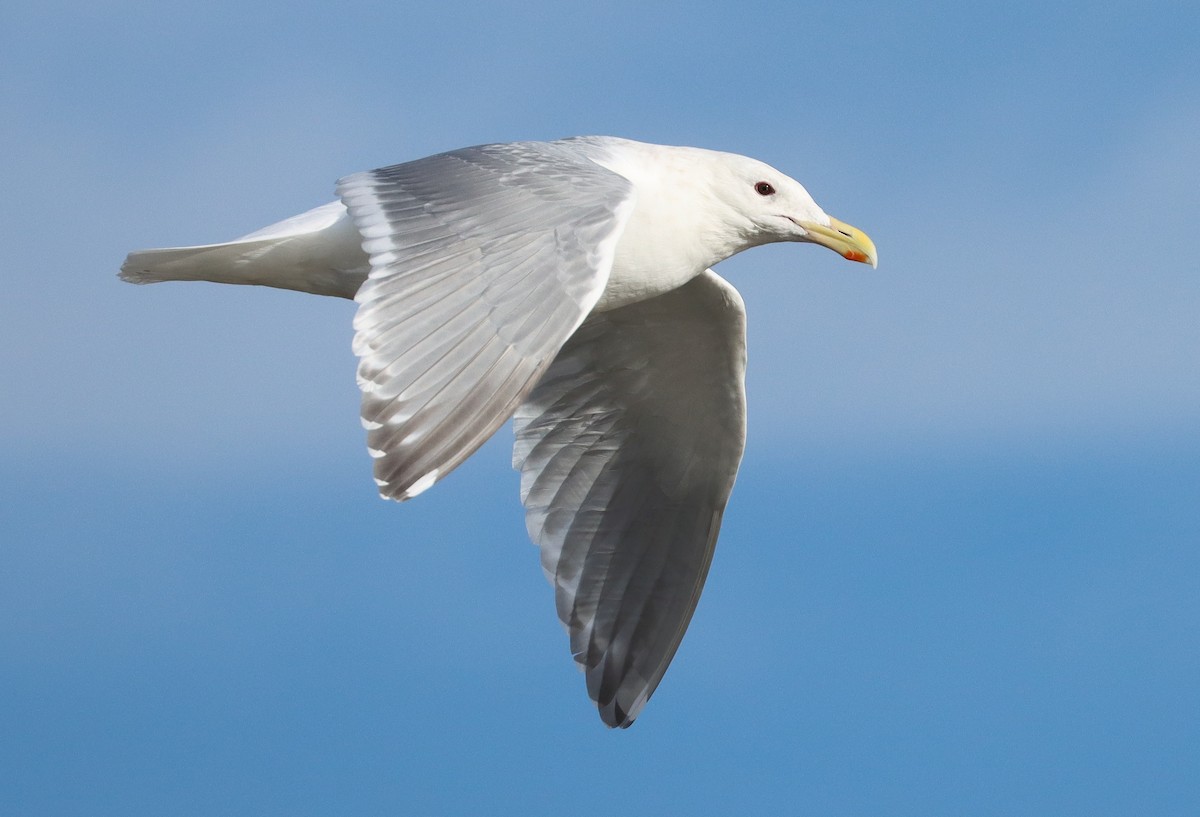 Western x Glaucous-winged Gull (hybrid) - Steve Tucker