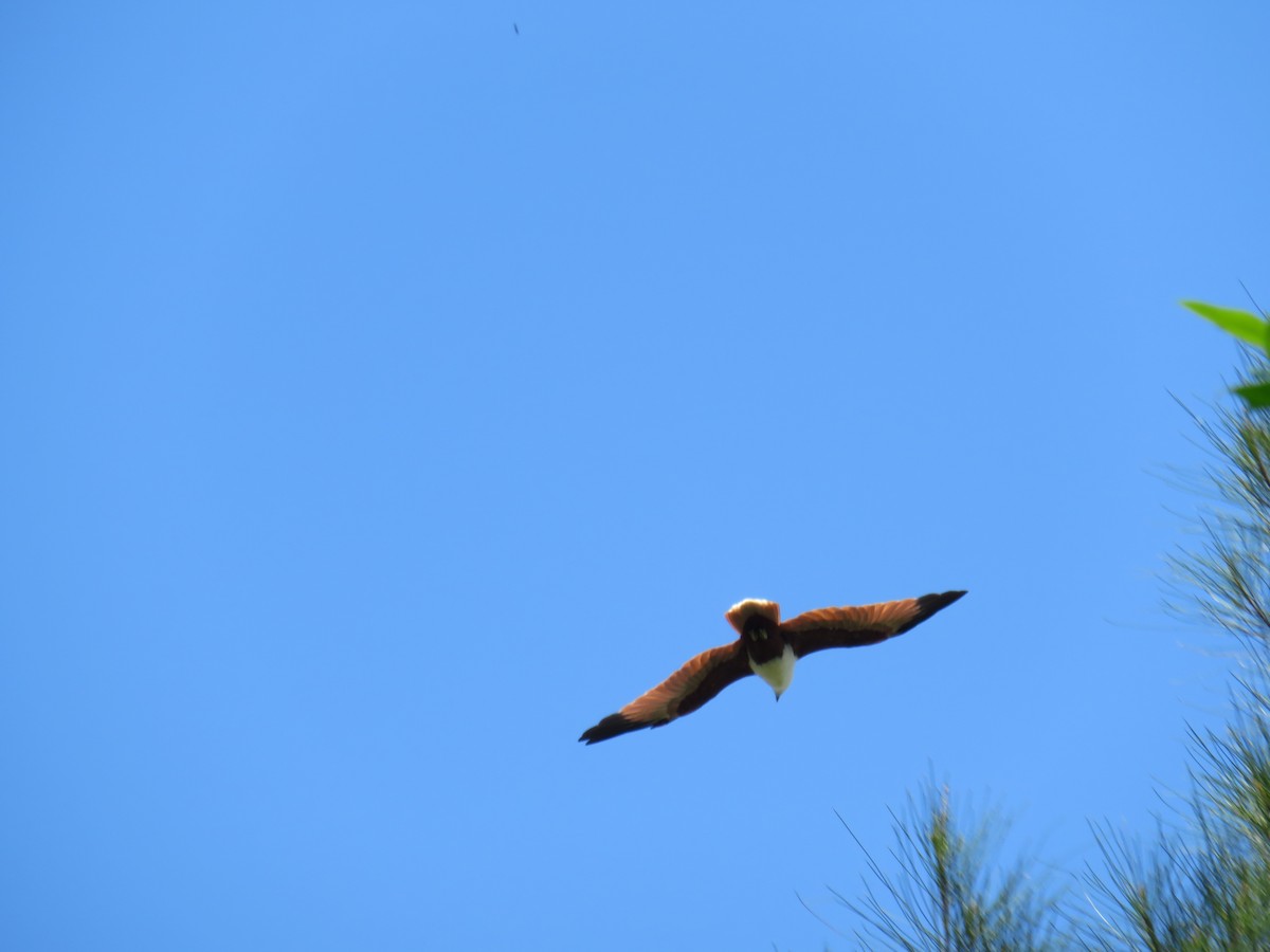 Brahminy Kite - Rolo Rodsey