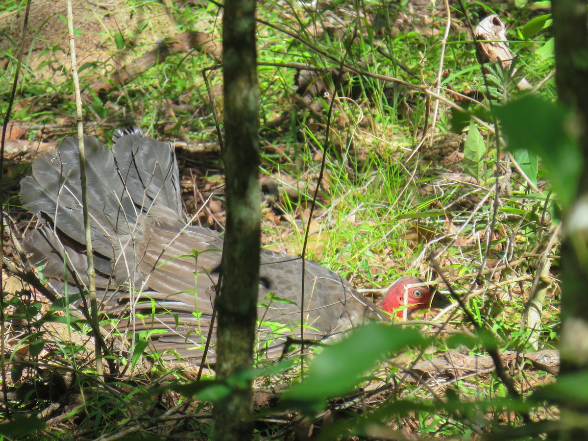 Australian Brushturkey - Rolo Rodsey