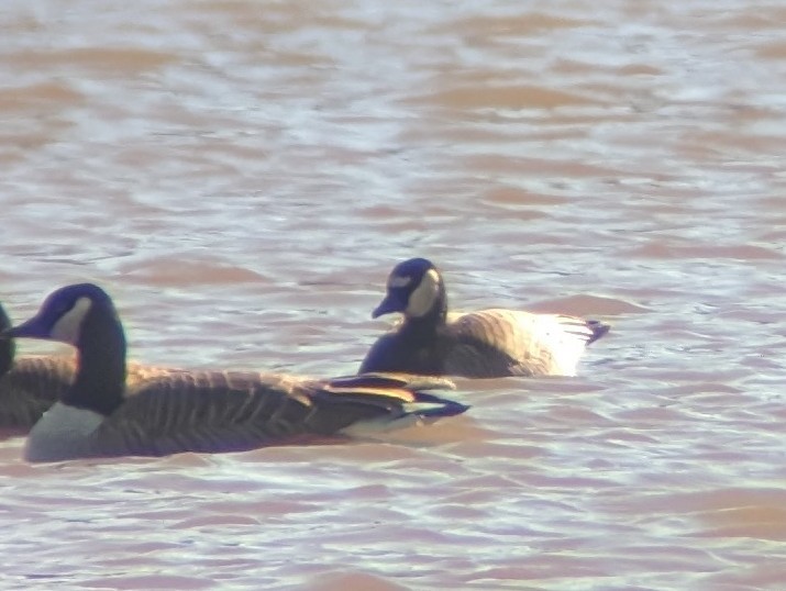 Barnacle x Cackling Goose (hybrid) - Tim Brown