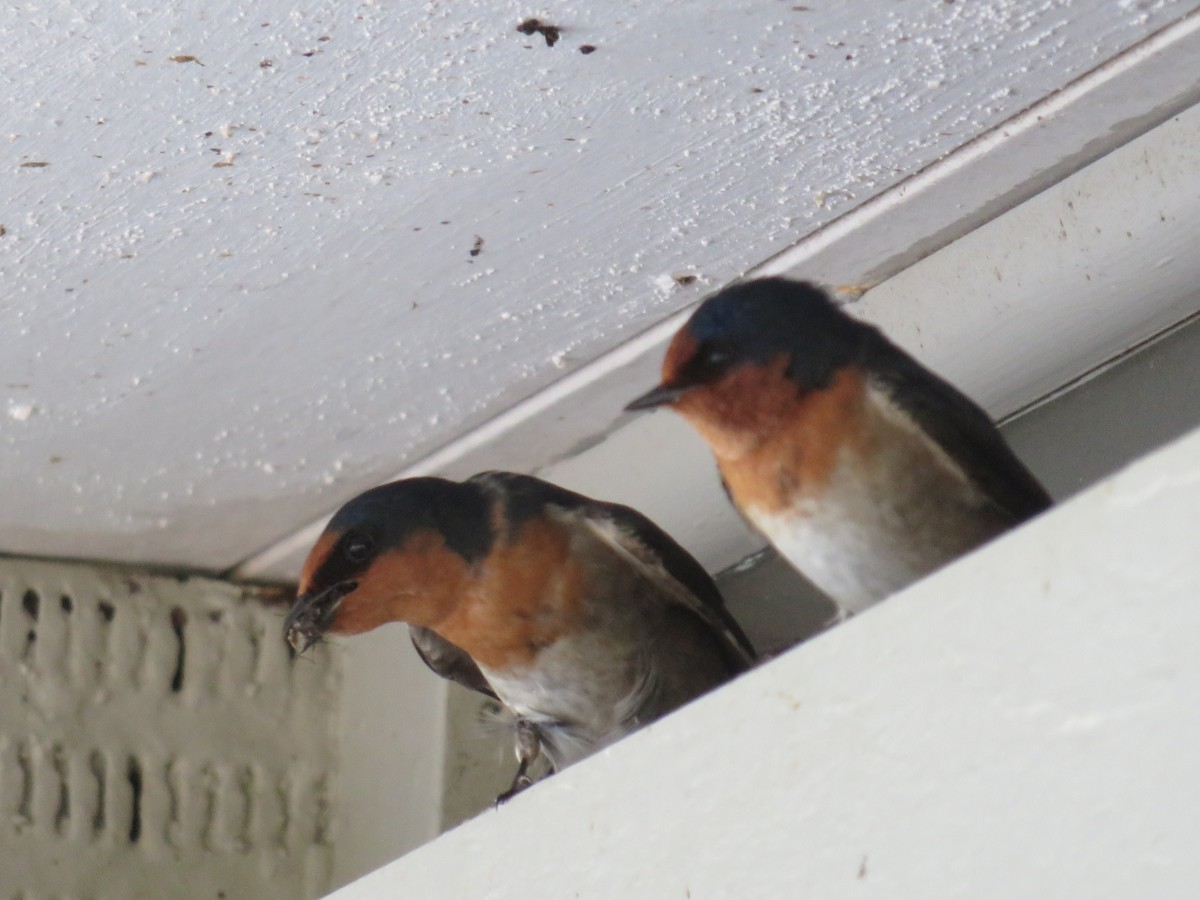 Golondrina Australiana - ML614362236