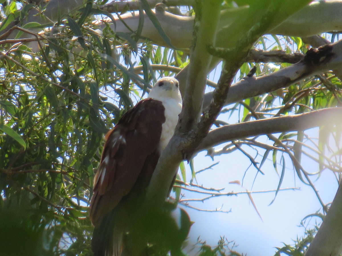 Brahminy Kite - Rolo Rodsey