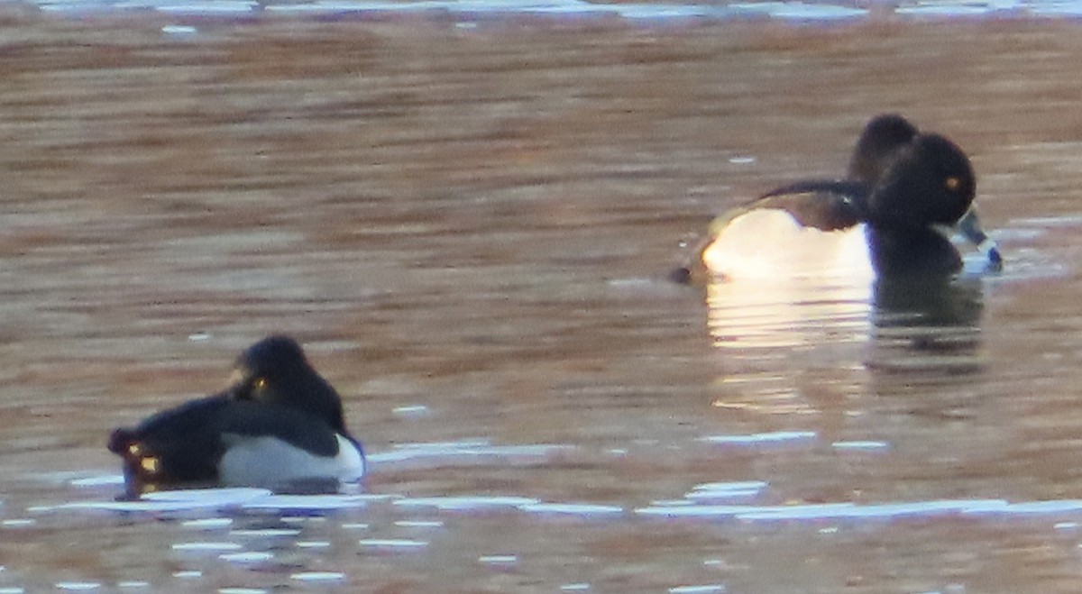 Ring-necked Duck - ML614362303