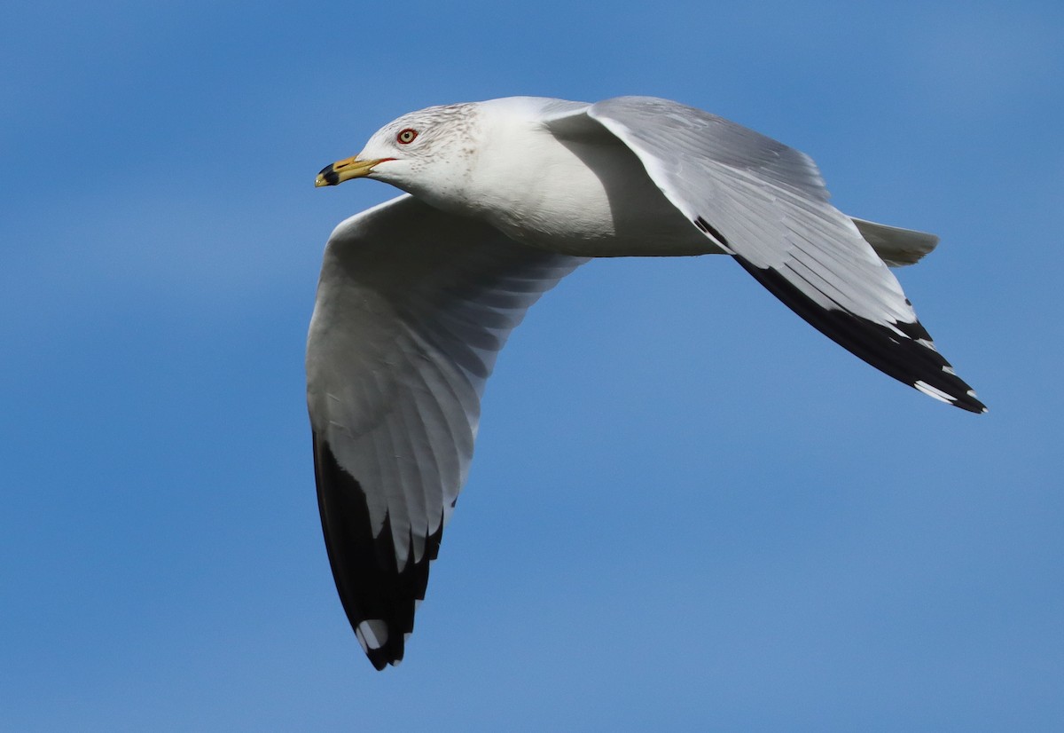 Ring-billed Gull - ML614362312