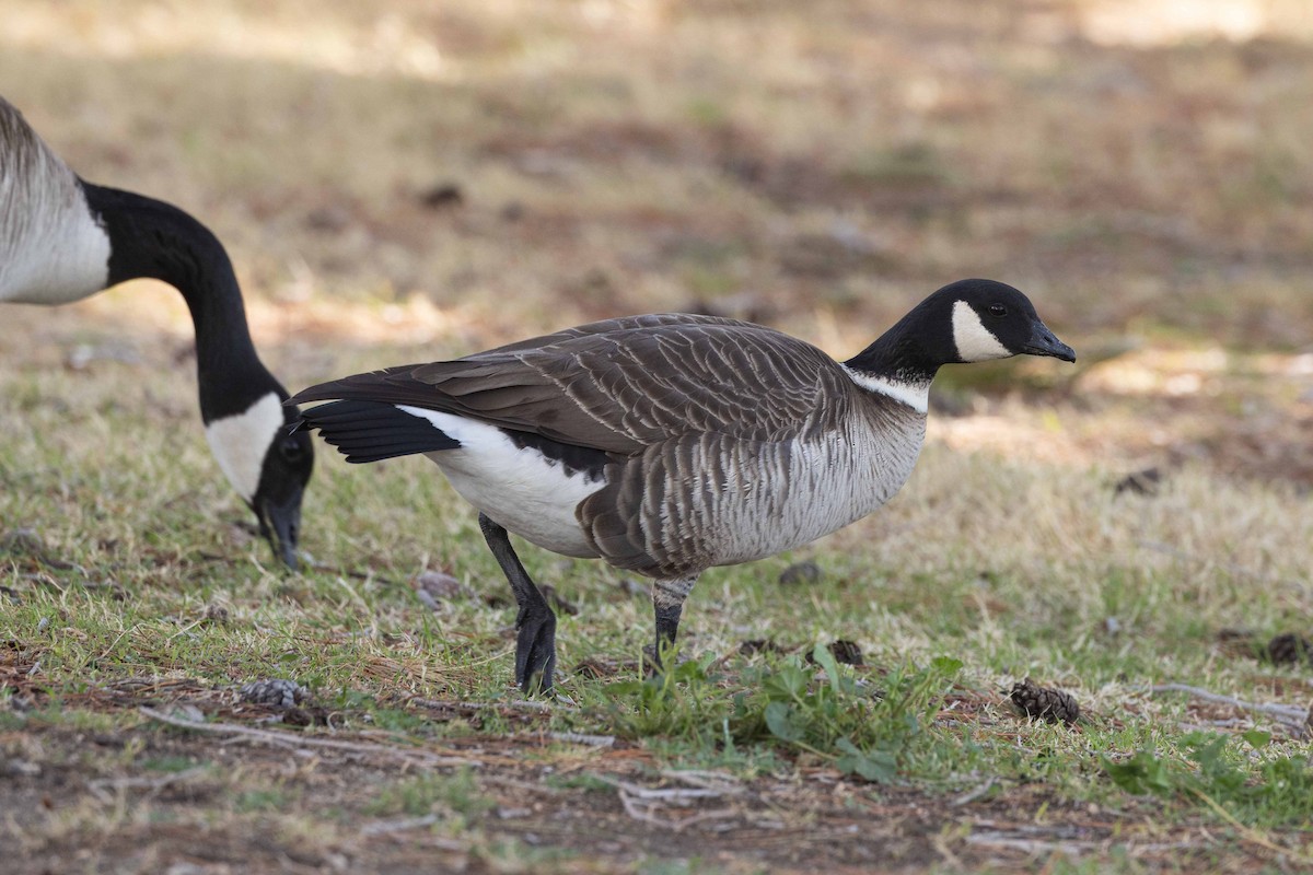 Cackling Goose - ML614362381