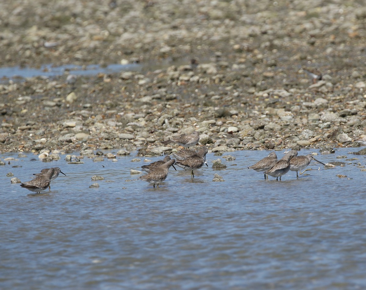 Short-billed/Long-billed Dowitcher - Andrew Vallely