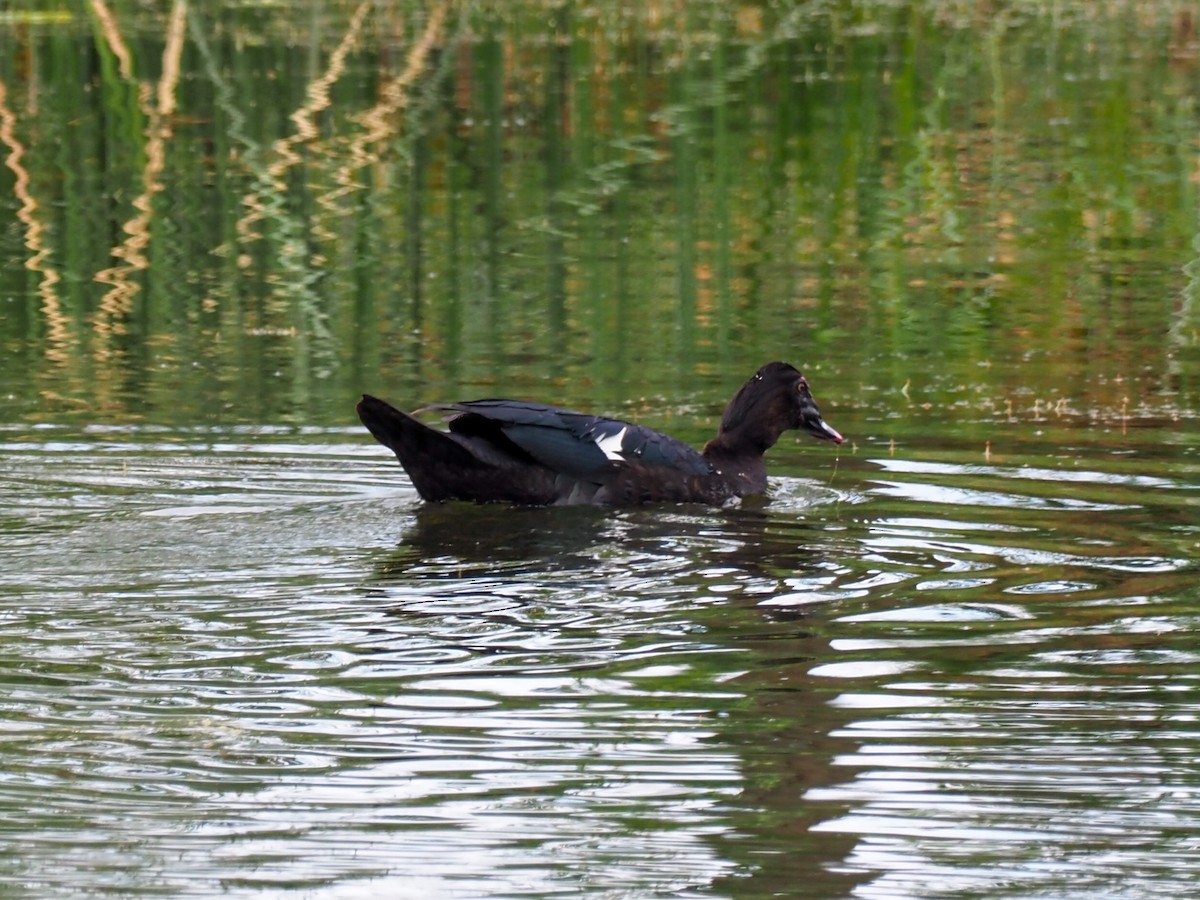 Muscovy Duck - ML614362414