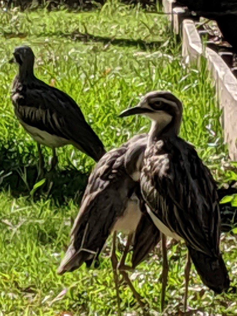 Bush Thick-knee - Rolo Rodsey