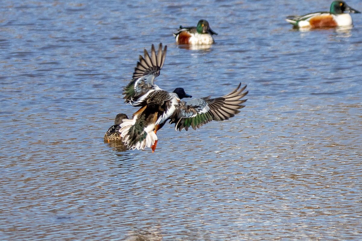 Northern Shoveler - ML614362538