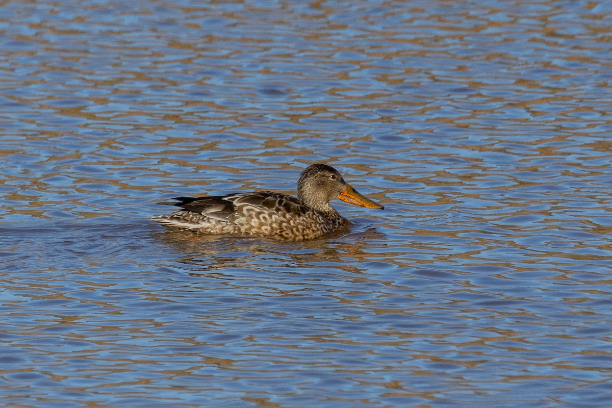 Northern Shoveler - Joe Schuller