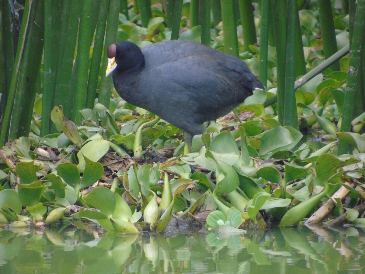 Slate-colored Coot - ML614362569