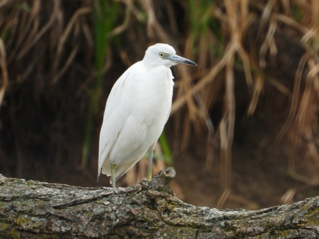 Little Blue Heron - ML614362586