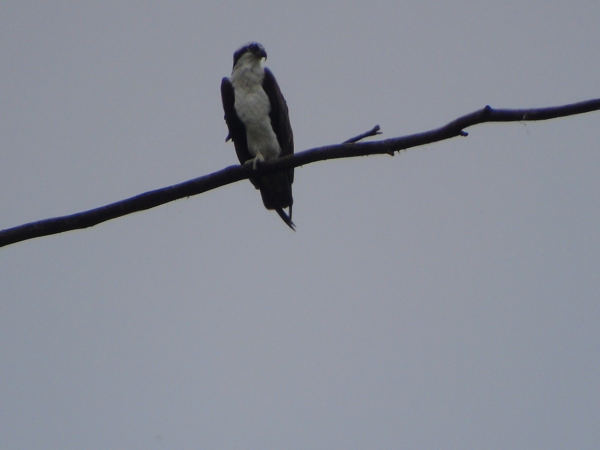 Osprey - ML614362587