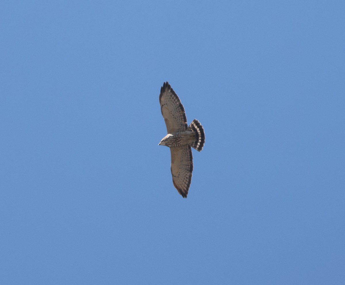 Broad-winged Hawk - ML614362650