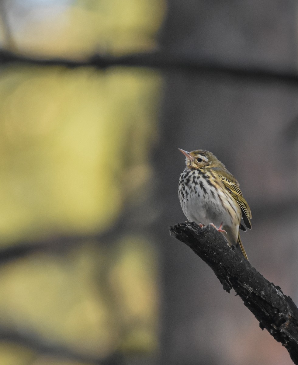 Olive-backed Pipit - Christos Christodoulou