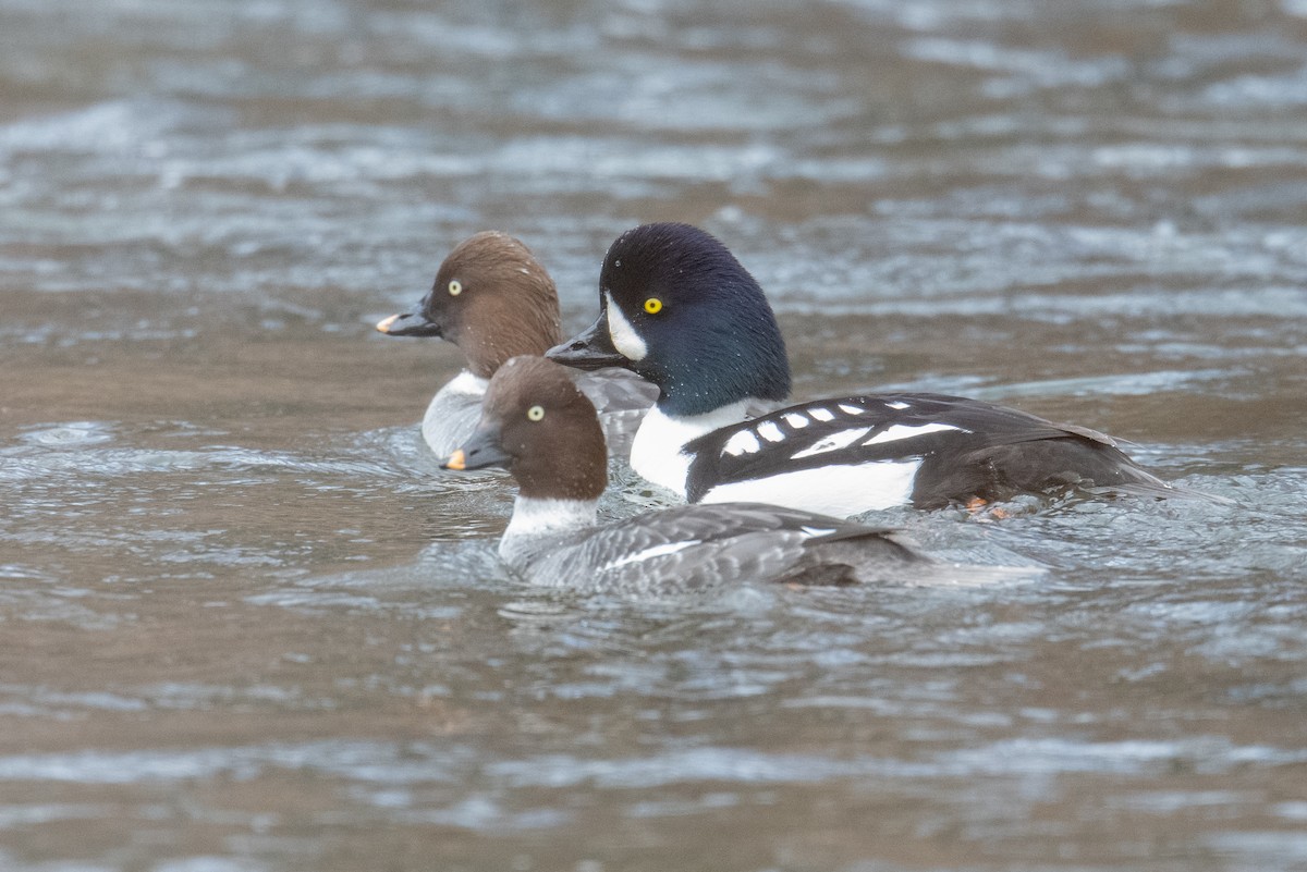 Barrow's Goldeneye - Jeff Bleam