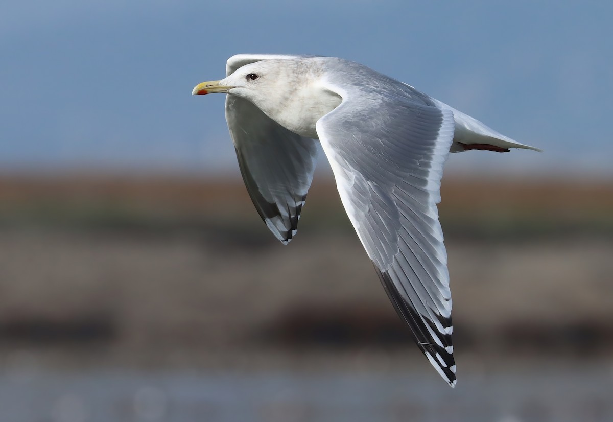 Iceland Gull - Steve Tucker