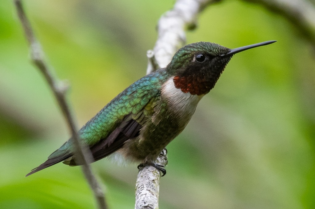 Ruby-throated Hummingbird - ML614362853