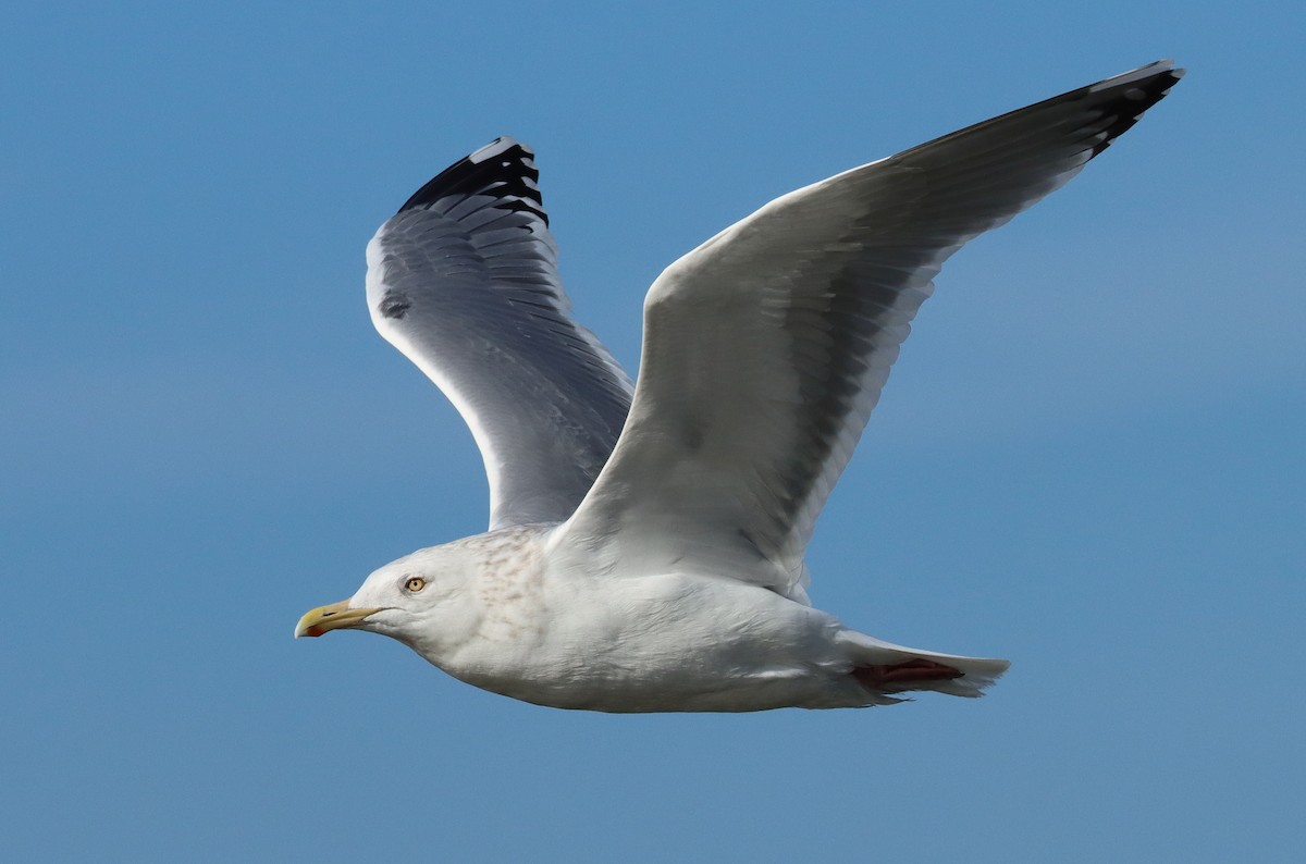 Herring Gull - Steve Tucker