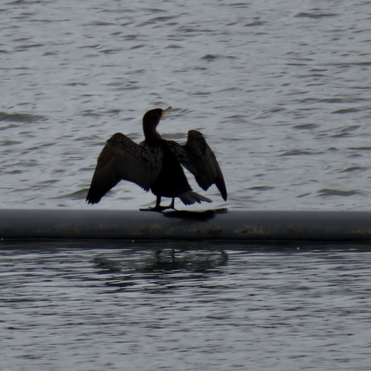 Double-crested Cormorant - ML614362895