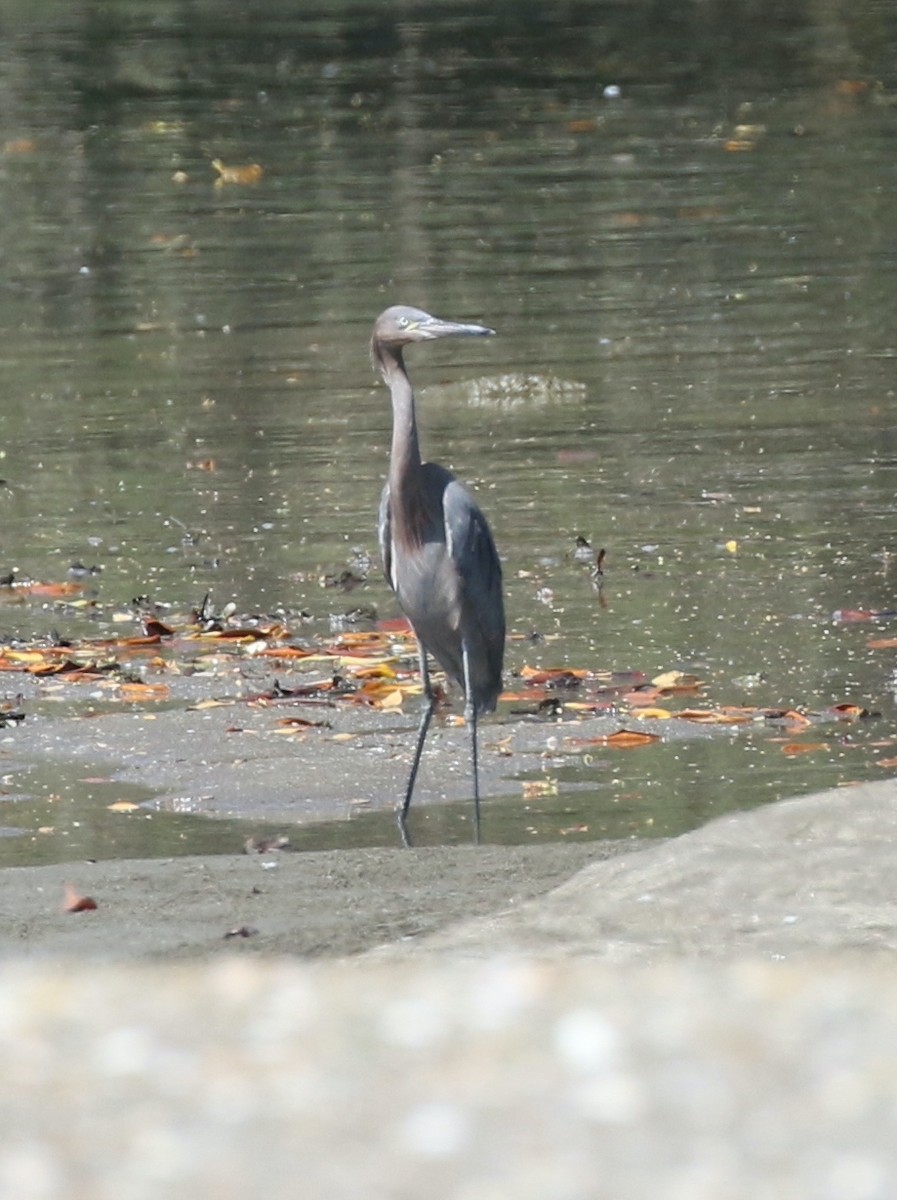 Reddish Egret - ML614362908