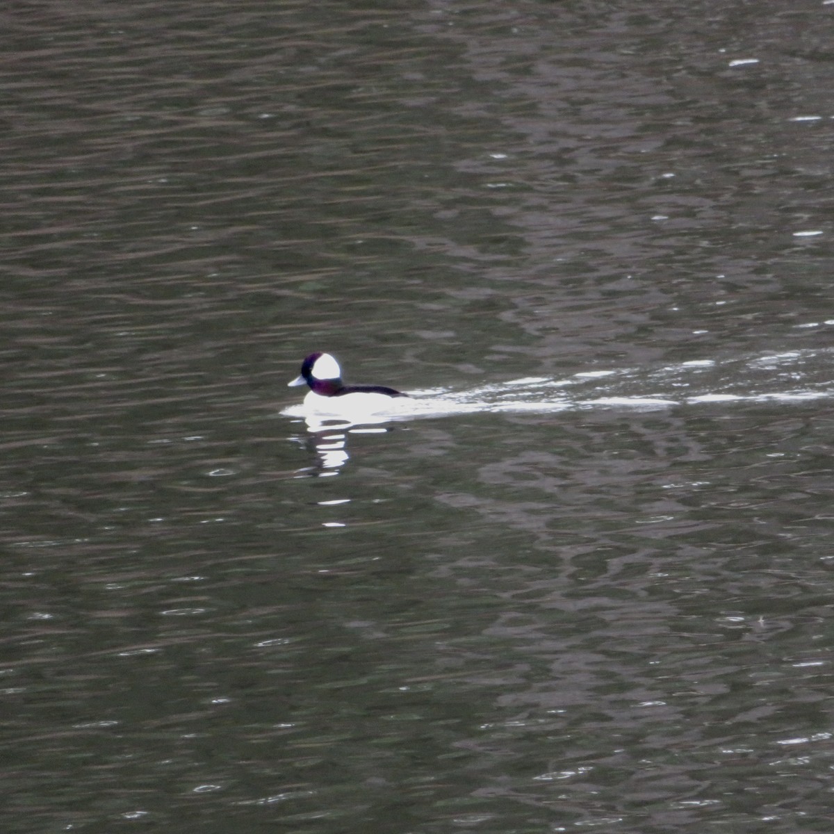 Bufflehead - Anita Toney