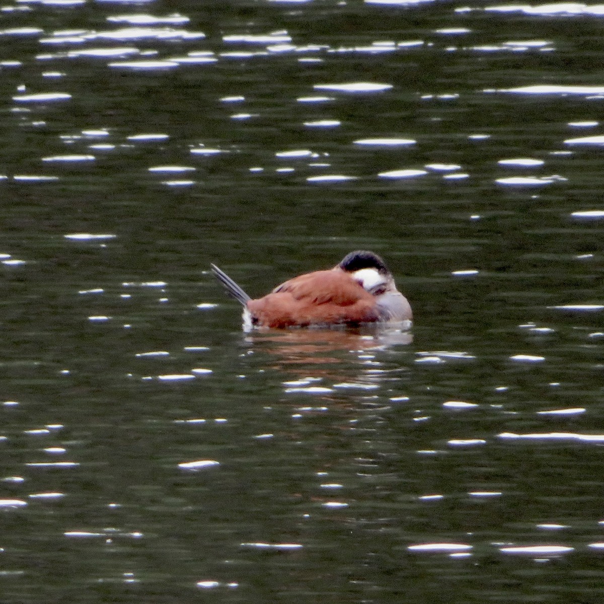 Ruddy Duck - ML614362965