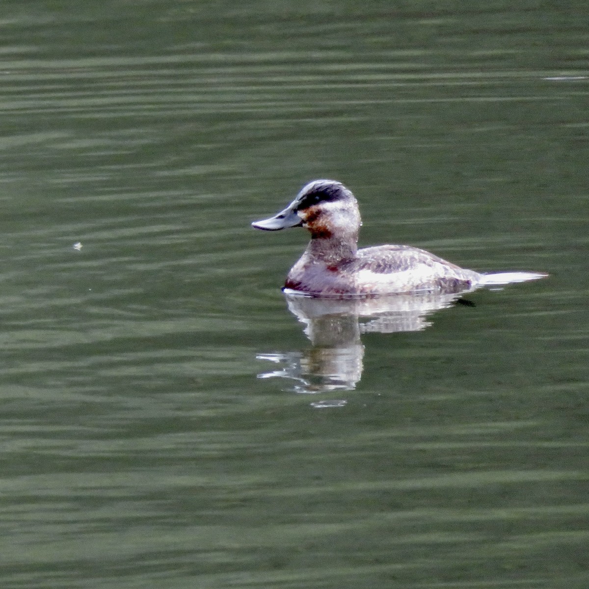 Ruddy Duck - ML614362972