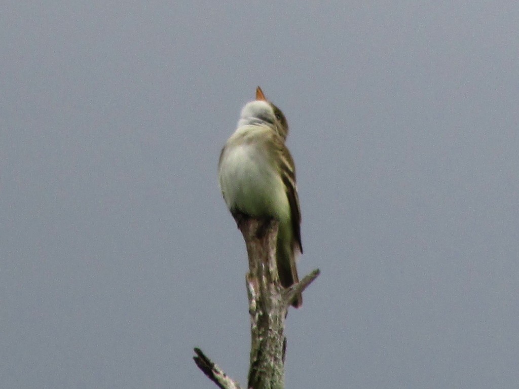 Alder Flycatcher - ML614362979