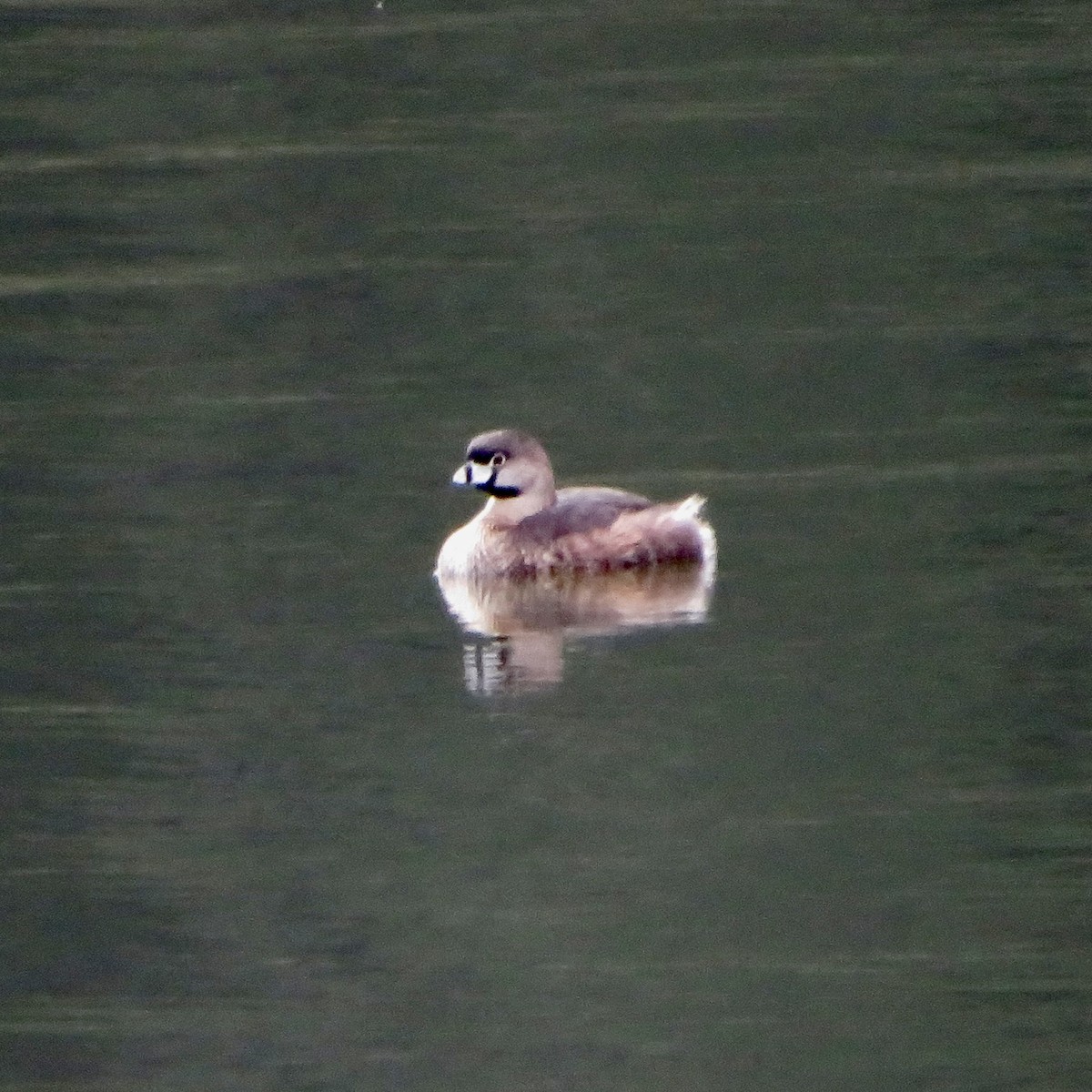 Pied-billed Grebe - ML614362989