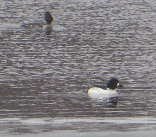 Common Goldeneye - ML614363022