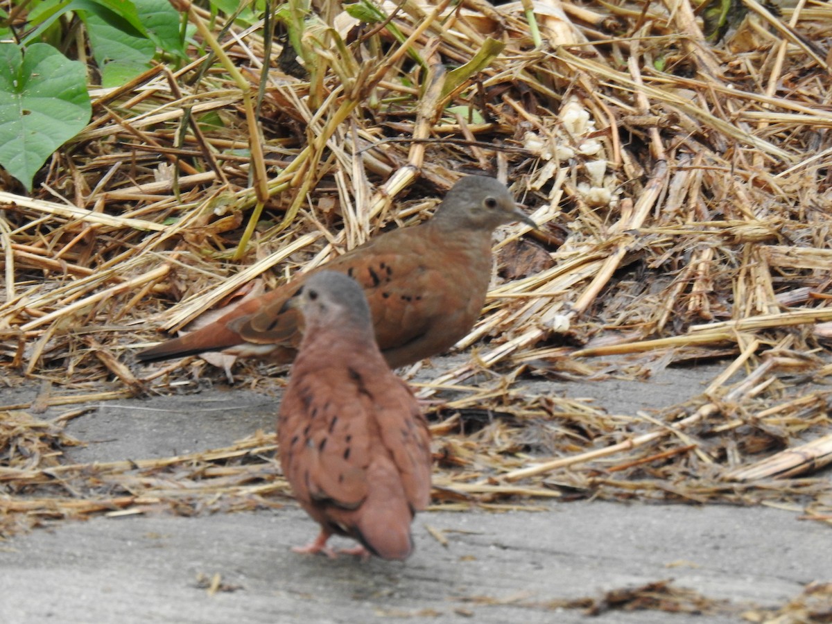 Ruddy Ground Dove - Francisco Javier Alonso Acero  (Hotel Malokamazonas)