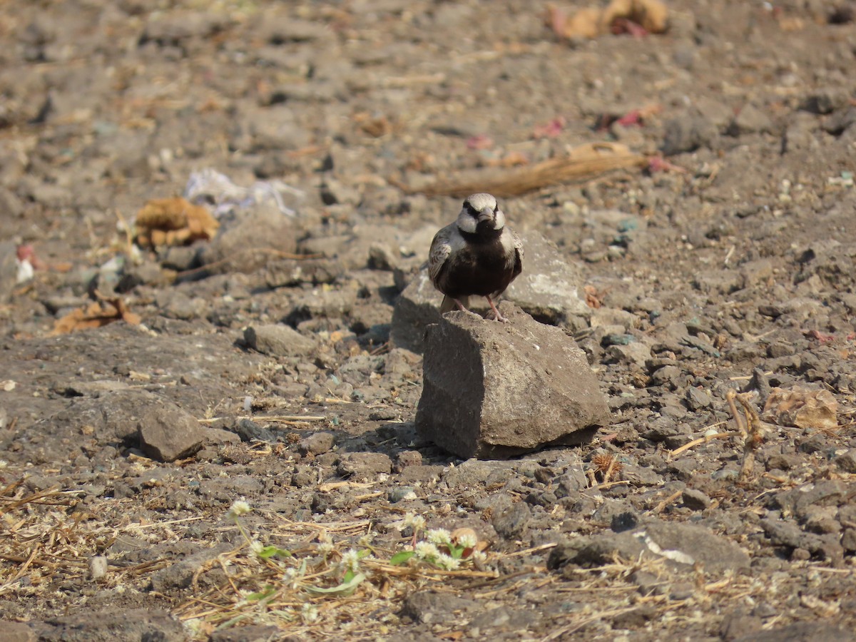 Ashy-crowned Sparrow-Lark - ML614363082