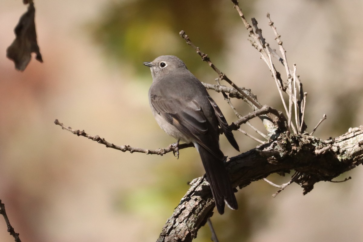 Townsend's Solitaire - ML614363155