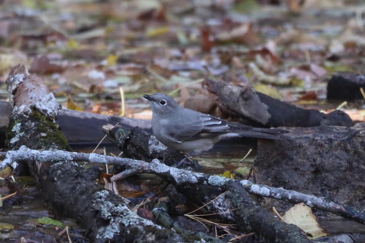 Townsend's Solitaire - ML614363161