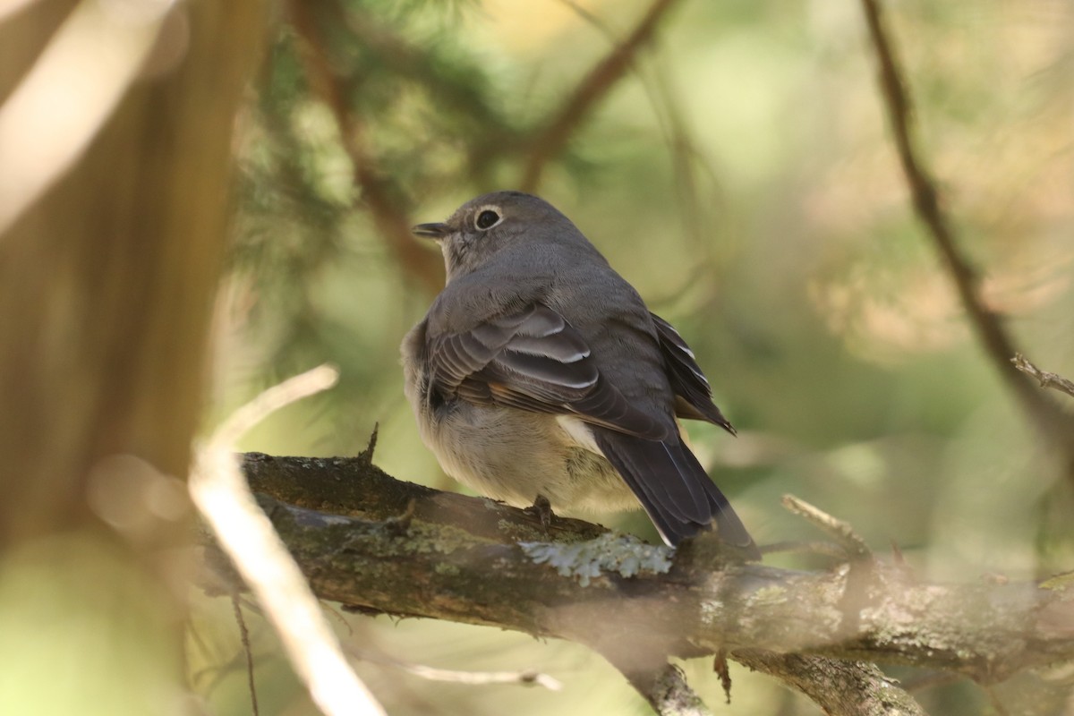 Townsend's Solitaire - ML614363178