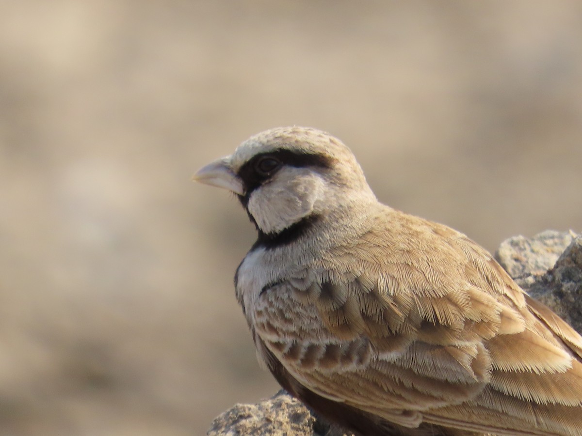 Ashy-crowned Sparrow-Lark - ML614363180