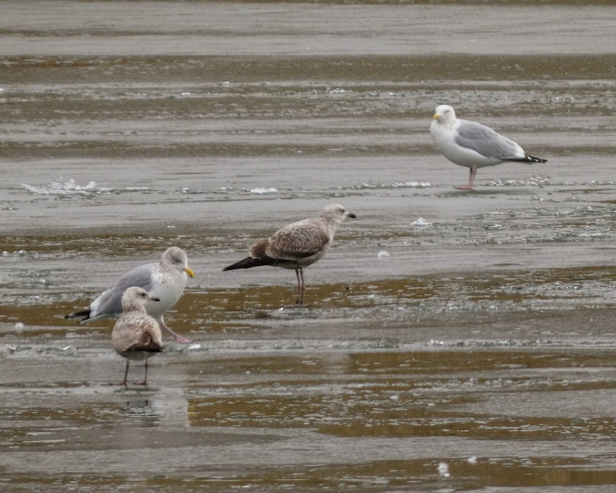 Lesser Black-backed Gull - ML614363183