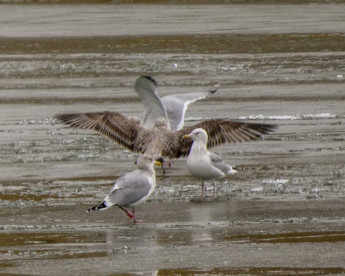 Lesser Black-backed Gull - ML614363201