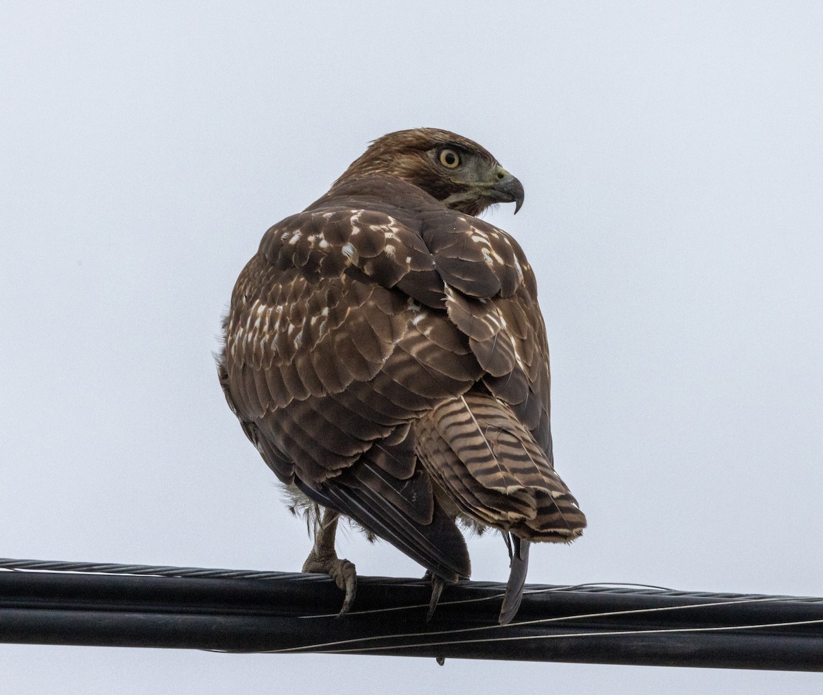 Red-tailed Hawk - ML614363204