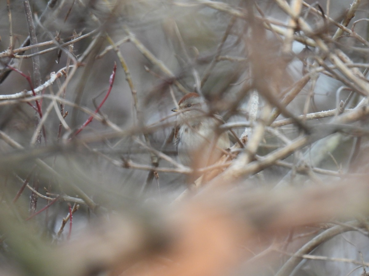 American Tree Sparrow - ML614363272
