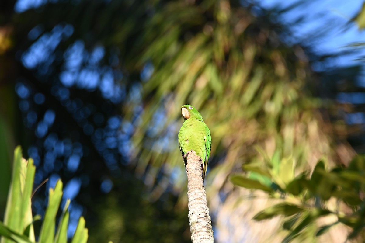 メジロメキシコインコ - ML614363329